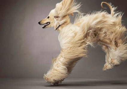 Fotografiile frumoase ale câinilor afgani cresc câinii adulți și puii tazi