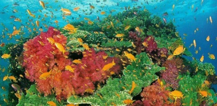 Marea Roșie este cea mai curată mare