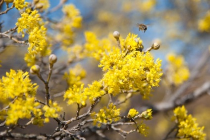 Szépség és a mágia, dogwood, barberry, HD belső tér használata