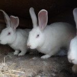 Gigant alb de iepure - reproducerea și conținutul rasei (fotografie și video)