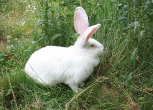 Gigant alb de iepure - reproducerea și conținutul rasei (fotografie și video)