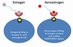 Cine sunt xenoestrogeni, etică hormonală?