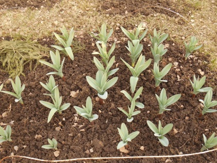 Cine știe ce planta este aruncată acum o săgeată