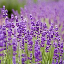 Lavender ültetés és gondozás a külvárosokban, a leningrádi régióban és az Urálokban, a főbb jellemzők és