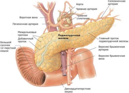 Tratamentul pancreasului - remedii eficiente