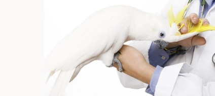 Tratamentul păsărilor într-o clinică veterinară - medic aybolit