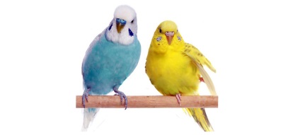 A madarak kezelése az állatorvosi klinikában - orvos aybolit
