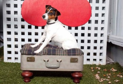 Nyugágy egy régi bőröndhöz tartozó kutya számára