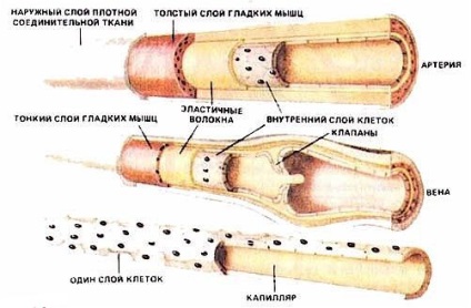 Sistemul limfatic uman, structura, bolile și tratamentul