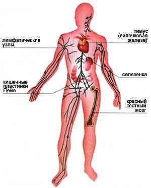 Sistemul limfatic uman, structura, bolile și tratamentul