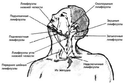 Sistemul limfatic uman, structura, bolile și tratamentul