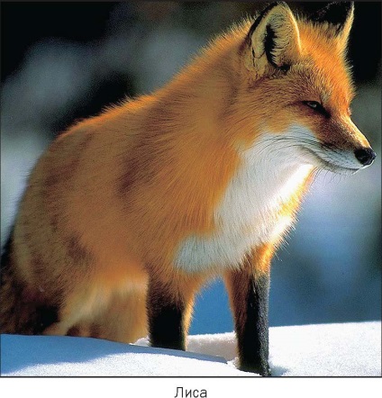 Fox (vulpe) este