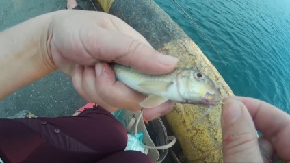 Pescuitul în Marea Neagră (toalete), pescuit - secrete de pescuit