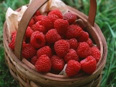 Zmeură de zmeură pentru iarnă (iarna) Zmeură de zmeură pentru iarnă