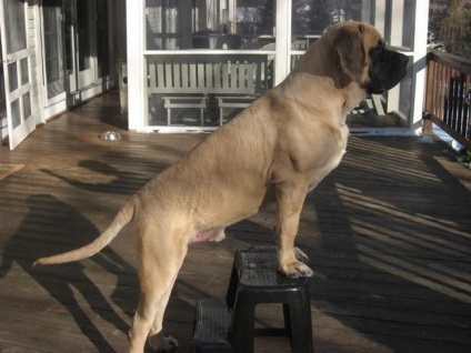 Mastiff Hercules este cel mai mare câine din lume