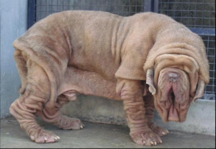 Mastiff Hercules este cel mai mare câine din lume