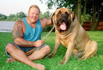 Hercules masztiff a világon a legnagyobb kutya