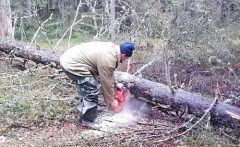 Pești mici pe un fluviu puțin adânc