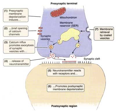 Sinapse interneuronale - stadopedie