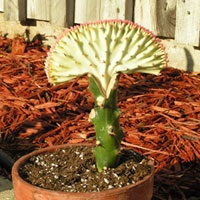 Euphorbia (euphorbia lactea)