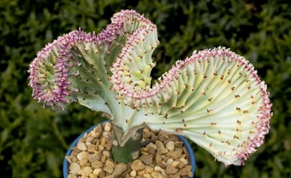 Euphorbia milky cristata - piepteni spectaculoși