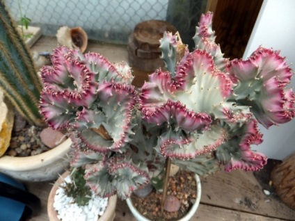 Euphorbia milky cristata - piepteni spectaculoși