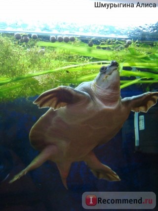 Broască țestoasă cu broască țestoasă cu broască cu două ochi carettochelys insculpta - 