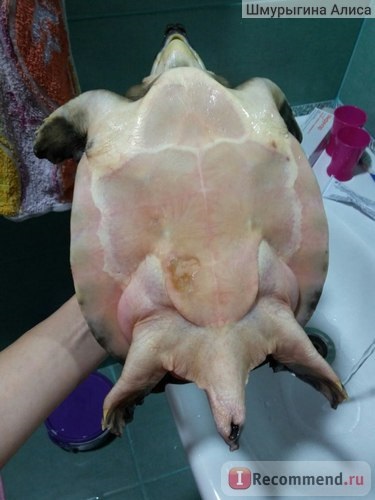 Broască țestoasă cu broască țestoasă cu broască cu două ochi carettochelys insculpta - 