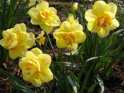 Narcissus - soiuri de istorie și legende, o reședință de vară