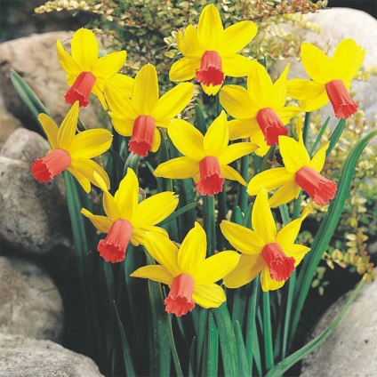 Narcissus - soiuri de istorie și legende, o reședință de vară