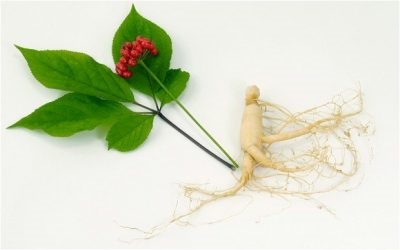 Tinctura de rădăcină de ginseng pentru potența la bărbați indicații pentru utilizare, proprietăți utile