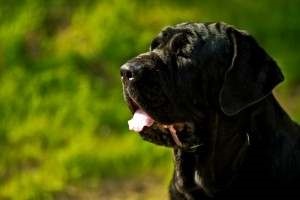 Maestrul napolitan, numit Hercules, este cel mai mare câine din lume