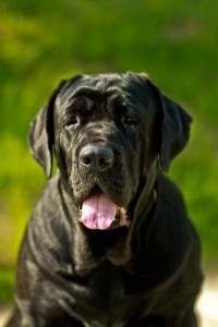 Maestrul napolitan, numit Hercules, este cel mai mare câine din lume