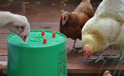 A bolygók ivók a csirkék számára a saját kezükben, hogy készítsenek fényképeket és videoanyagokat a gyártáshoz