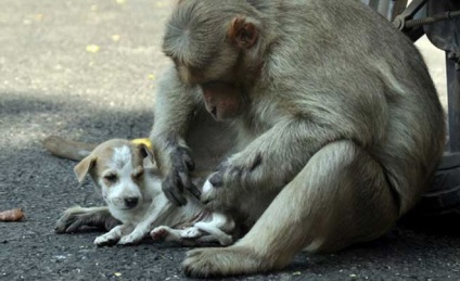 Maimuta a salvat catelusul si a devenit o mamica de prim ajutor pentru el!