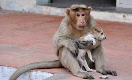 A majom megmentette a kölyköt, és ő lett nevelő anya!
