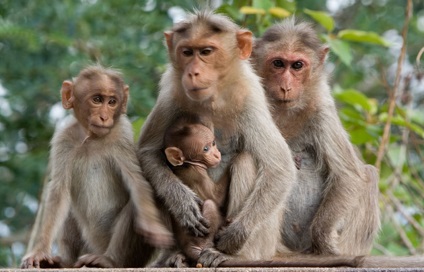 Monkey horoszkóp 2017-ben nők és férfiak számára