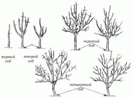 Cireșele de struguri vara (diagrama) cum să tăiați în mod corespunzător video copac