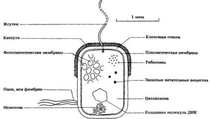 Caracteristicile generale ale bacteriilor și semnificația acestora în natură - stadopedia