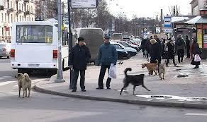 Kommunikáció és kapcsolat a kutyával, túlélés és túlélés!