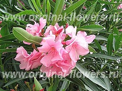 Oleander - îngrijire nerium, fotografie, boală, descriere