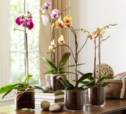 Orchidea a belső térben