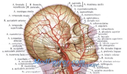 Caracteristicile alimentării cu sânge arteriale a capului