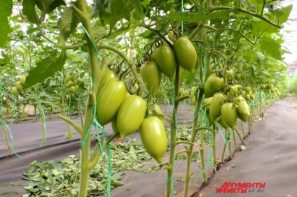 Recenzii ale unui producător de legume despre soiurile de roșii, 6 hectare