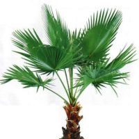 Un palmier într-o oală