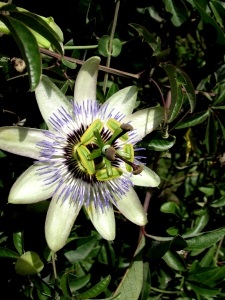 Passionflower - Cavalier Star