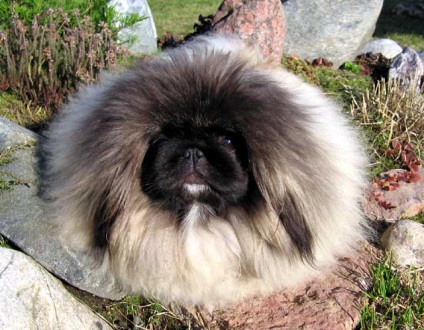 Mituri, legende și istorie din Pekingese