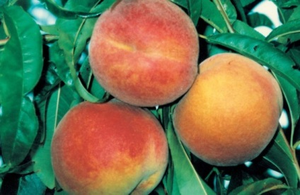 Peach iarnă hardy