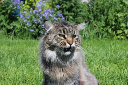 Maine Coon macskák neanilla macskája - neanilla site! Maine Coon macskák tenyésztése