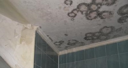 Mold a fürdőszobában, hogyan lehet megszabadulni, harci módszerek, mosás, a csempe, a varratok, megelőzési módszerek